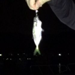 アジ ガシラ メッキ アオリイカ